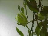 Animation Bl&uuml;te